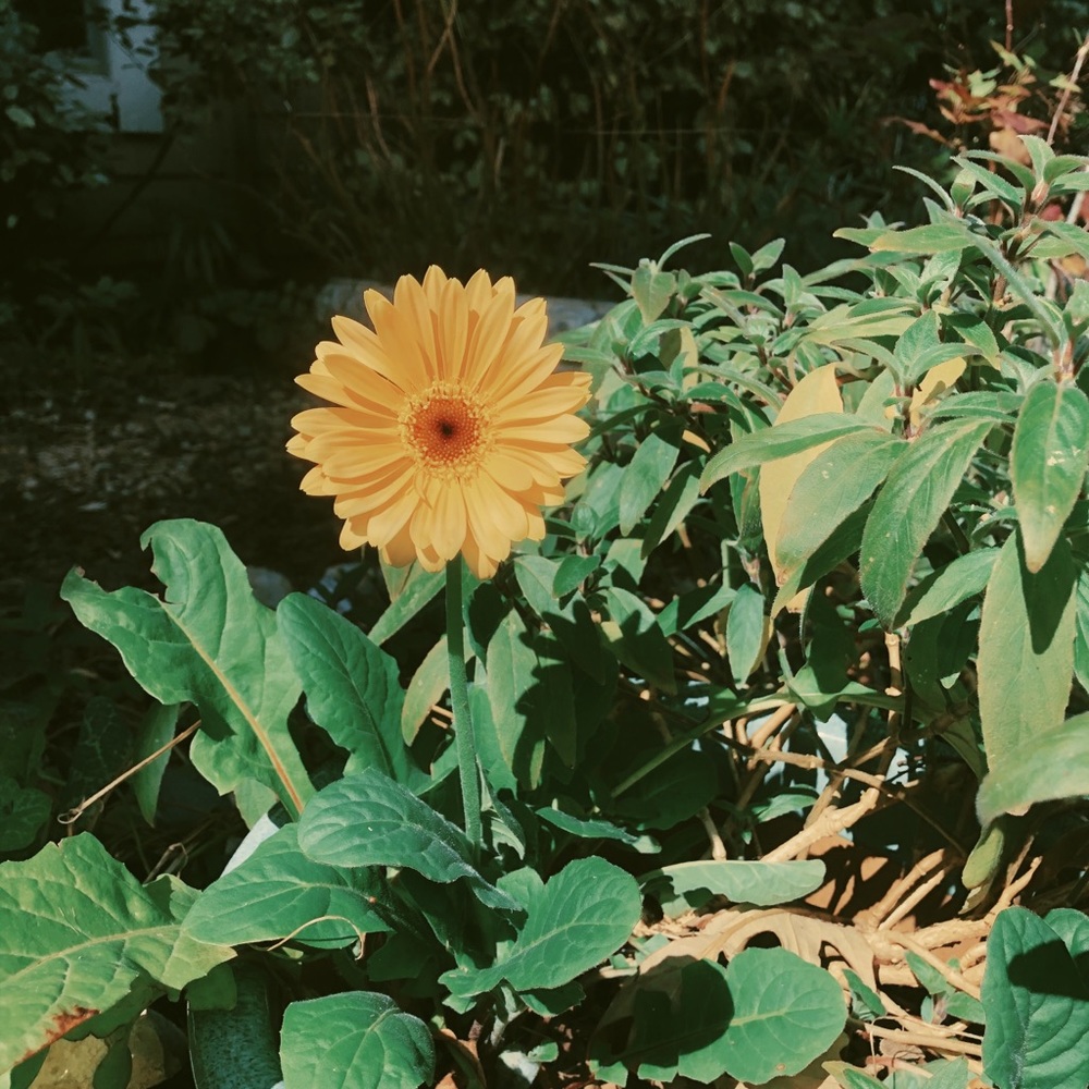 COPY - SALE🌼🌼🌼 3/$20 for all items marked with 🌼